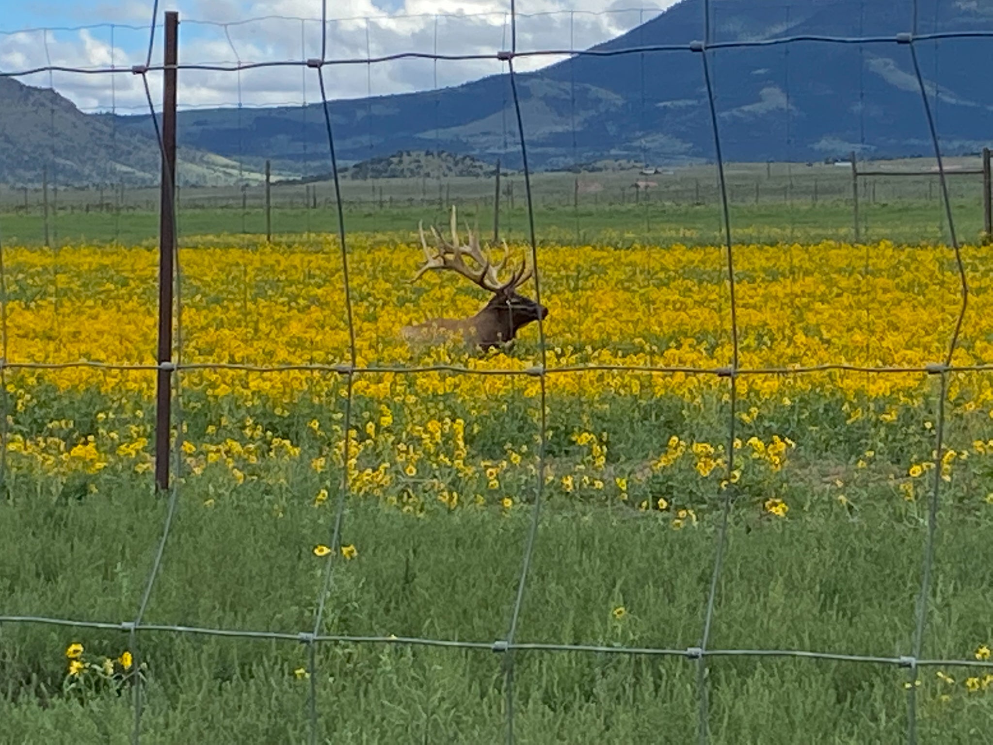 Max waiting for his herd.