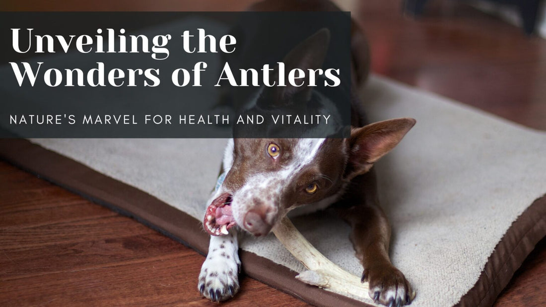 Unveiling the Wonders of Antlers: Nature’s Marvel for Health and Vitality