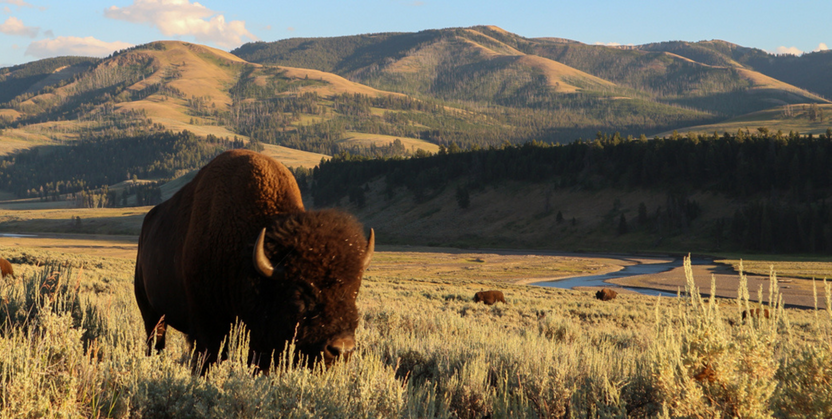 Elk Rump Roast – ElkUSA