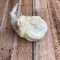 Bison Knuckle Bone