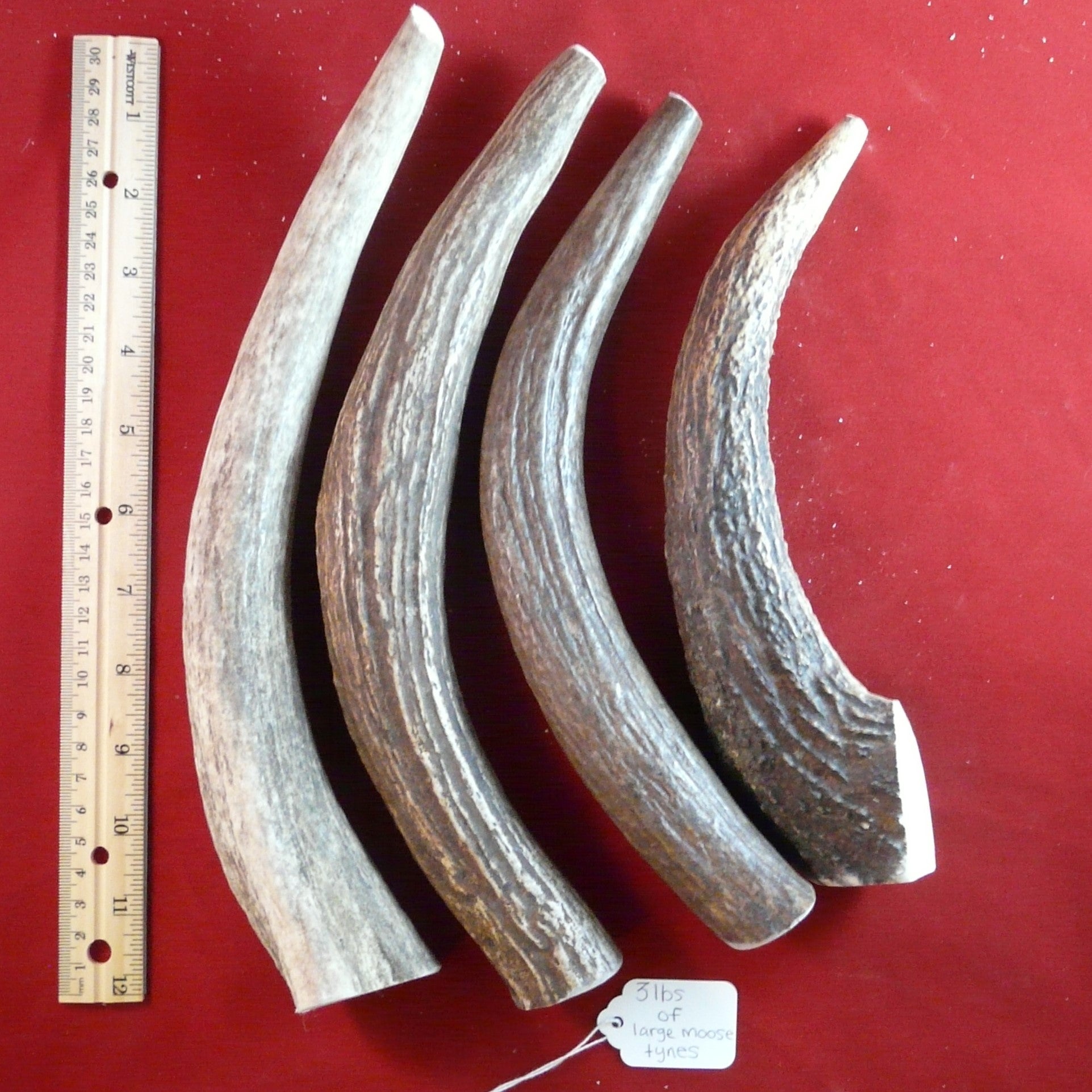 Large Moose Tines