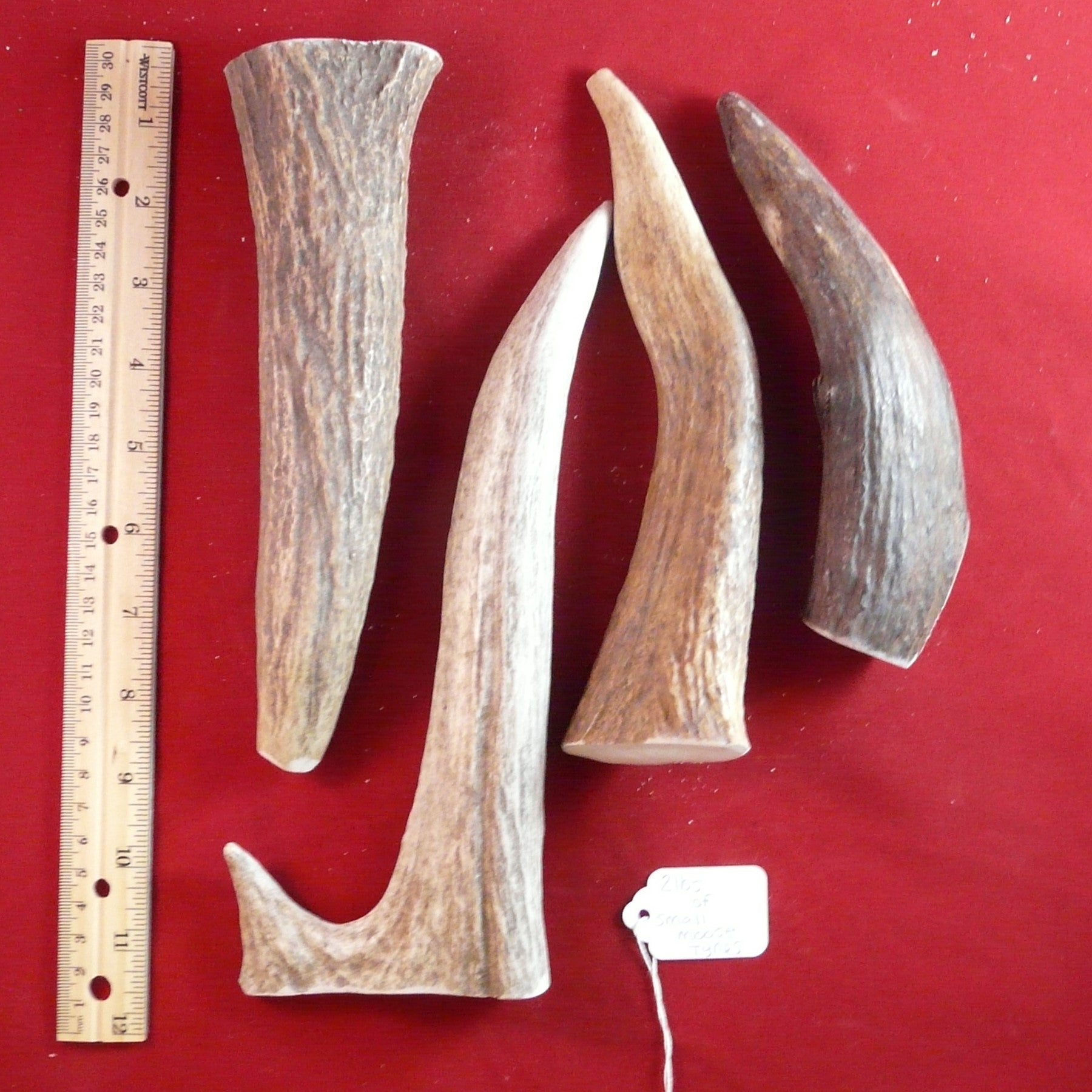 Small Moose Tines
