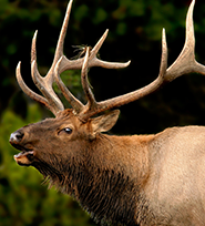 Elk