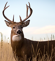 Whitetail Deer