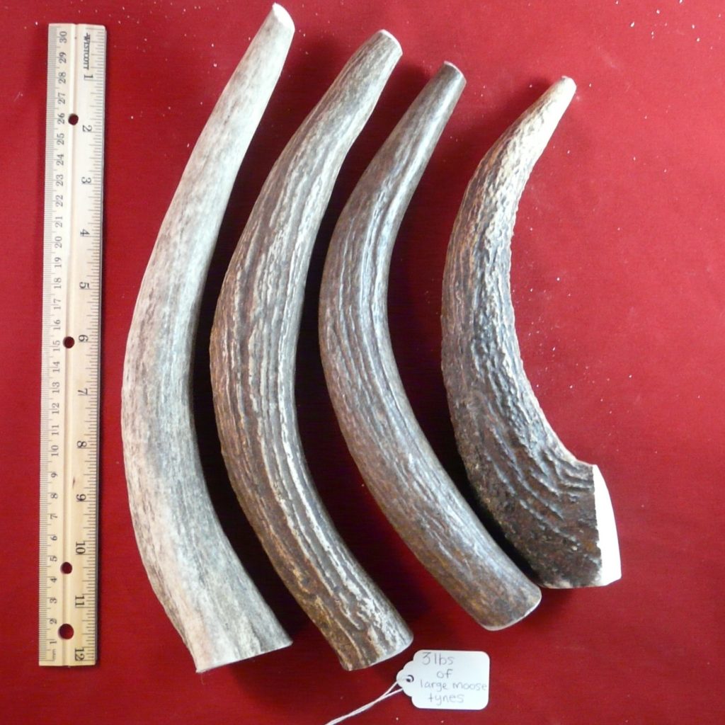 Large Moose Tines - ElkUSA