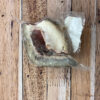 Bison Tongue