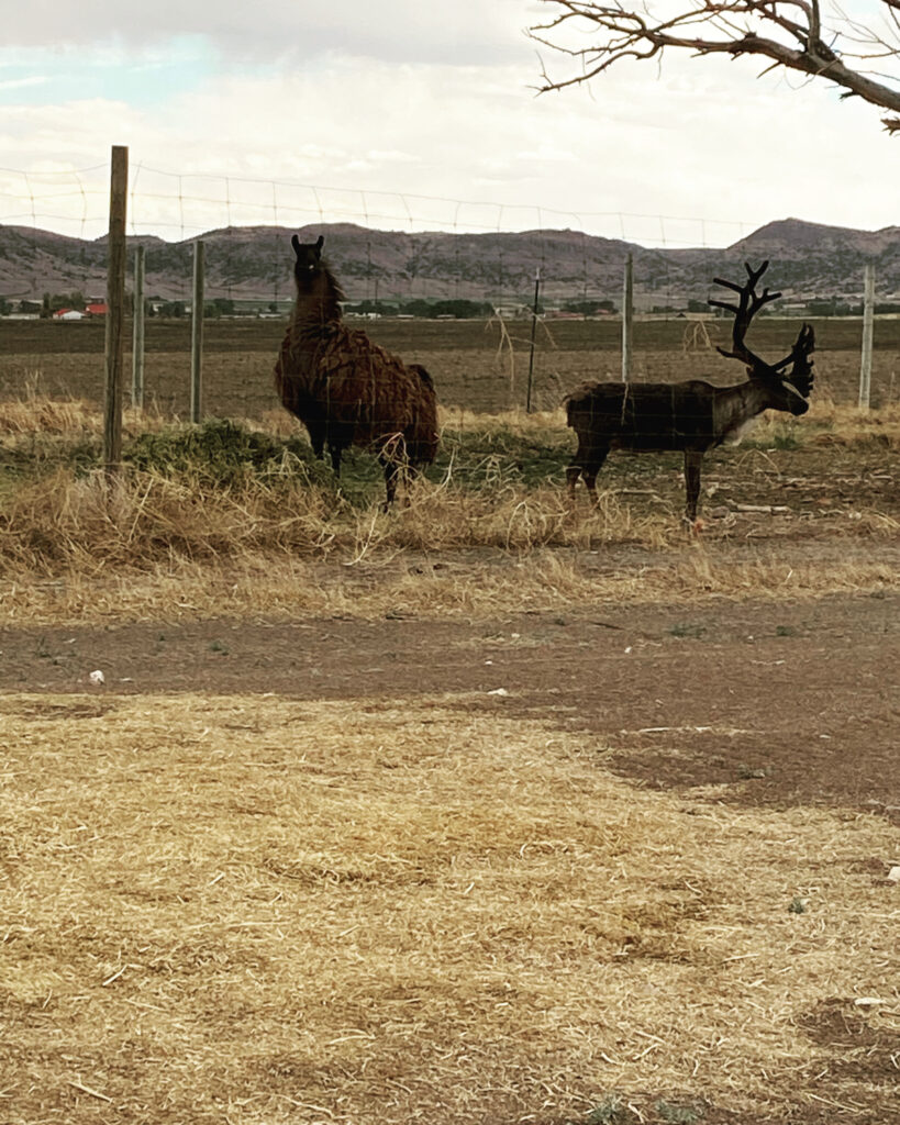 Llama and Reindeer