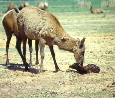 Cow elk licking a newborn calf.